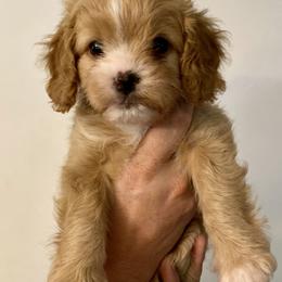 Australian Labradoodle, Cavapoo, Goldendoodle, and Poodle Puppies from Leila Pearson