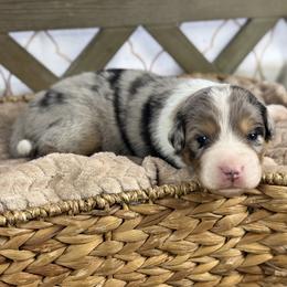Boy 3: Cashew - Blue merle male Australian Shepherd puppy in Volant, Pennsylvania from Addie's Aussies