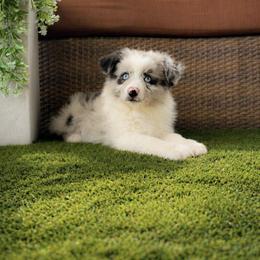 Boy 2 - Blue merle male Miniature Australian Shepherd puppy in Glen Rose, Texas from Maple Bloom Canine Co.