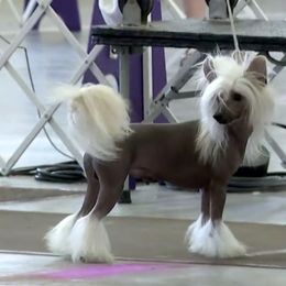 Salsa - Chinese Crested