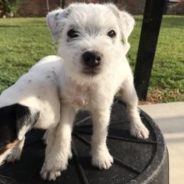 Jack Russell Terrier Puppies from Ground Force Jack Russell Terriers