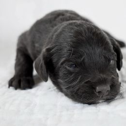 Jig - Brown and white male Cockapoo puppy in Ellensburg, Washington from Dawn to Dusk Cockapoos