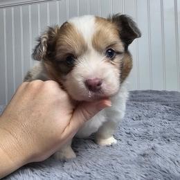 Dilute Sable Merle Girl - Sable merle and white female American Corgi puppy in Winston, Oregon from There and Back Again Corgis