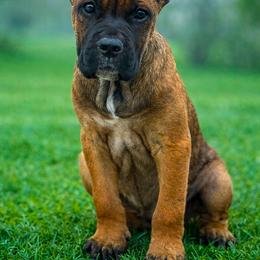 Mavis - Fawn female Cane Corso puppy in Sandia, Texas from OneTime Cane Corso