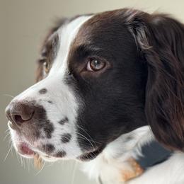 Rocky - English Springer Spaniel