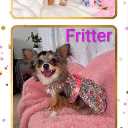 Fritter - Chihuahua