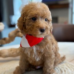 M-Grey Boy - Red  male Goldendoodle puppy in Lewisville, Texas from Texas Goldendoodle Lovers