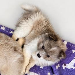 Boy c - Blue merle male Pomeranian puppy in Knoxville, Tennessee from Thea's Puppies