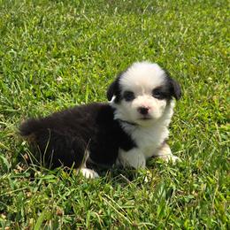 2 female - Black and tan female Pembroke Welsh Corgi puppy in Harrisburg, Illinois from Parish Corgis