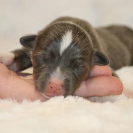 Bluie - Gray and white female American Corgi puppy in Clovis, New Mexico from Sweet & Salty Cowdogs