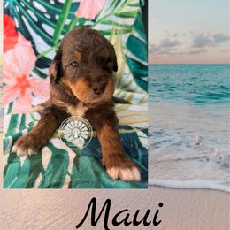 Maui - Merle male Bernedoodle puppy in Godwin, North Carolina from Farm Sweet Farm Doodles