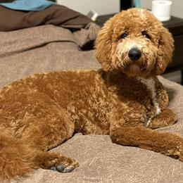Goldendoodle and Labradoodle All Grown Up from Grace N Faith Doodles