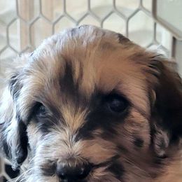 Aussiedoodle Puppies from Ocala Doodle Ranch