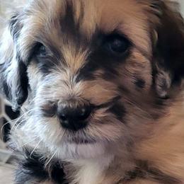 Aussiedoodle Puppies from Ocala Doodle Ranch