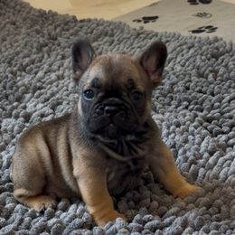 Bubbles - Fawn and white female French Bulldog puppy in Madison, Wisconsin from MadCity Frenchies