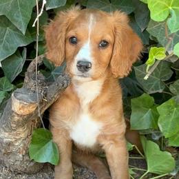 Tank - Red male Cavapoo puppy in Highland, Utah from Angel Pups Deluxe
