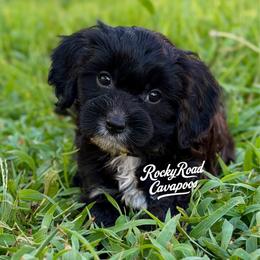 Froggy - Black male Cavapoo puppy in Nashville, Arkansas from Rocky Road Puppies