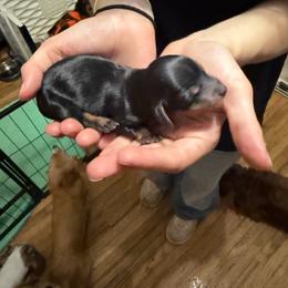 Eclair - Black and tan female Dachshund puppy in Erie, Michigan from Champagne’s Grinch Toe’d Dachshunds