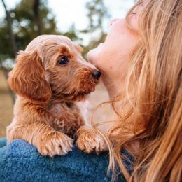 Goldendoodle Puppies from Bows & Ties Doodles