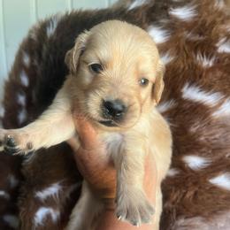 Gold collar - Golden male Golden Retriever puppy in Jesup, Georgia from Painted Platinum Retrievers (Painted Platinum Kennel) PPK