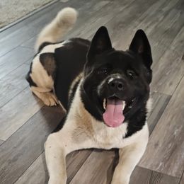 Jack - Akita