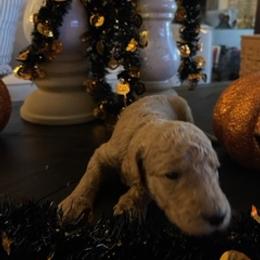 Goldendoodle Puppies from Da Ruba Doodles