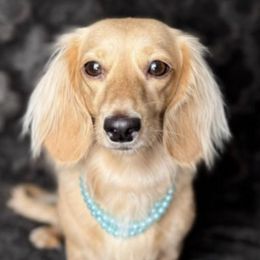 Dachshunds from C & E dachshunds