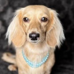 Dachshunds from C & E dachshunds