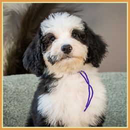 Feather - Black female Bernedoodle puppy in Connersville, Indiana from Deaz Doodle Ranch