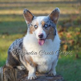 Call - American Corgi