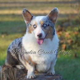 Call - American Corgi