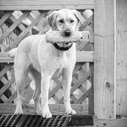 Labrador Retriever All Grown Up from Purpose Bred Labrador Retrievers
