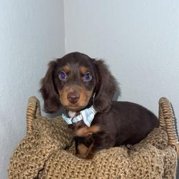 Finn - Chocolate and tan male Dachshund puppy in North Fort Myers, Florida from Trust Fund Devil Kennel