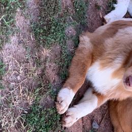 Australian Shepherds from Black Rock Farm Aussies