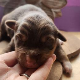 Rosie - Red tri-color female Australian Shepherd puppy in Cable, Ohio from Resolute Aussies