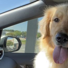 Golden Retrievers and Shih Tzus from Carter Family Retrievers