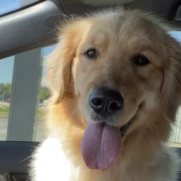 Golden Retrievers and Shih Tzus from Carter Family Retrievers