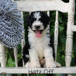 Cavapoo and Pomsky Puppies from Hatz Off Puppies