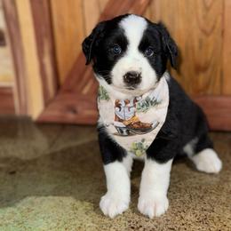 Cove - Black & white male Australian Shepherd puppy in Newton, Mississippi from Bright Star Aussies
