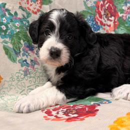 Bell - Black and white female Aussiedoodle puppy in Lebanon, Missouri from Kaitlen's Doodle Pups