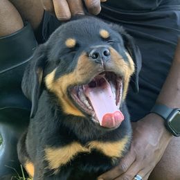 Rottweiler Puppies from Rottweilers Vom Haus Forte