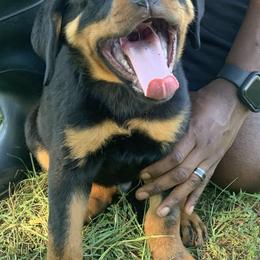 Rottweiler Puppies from Rottweilers Vom Haus Forte