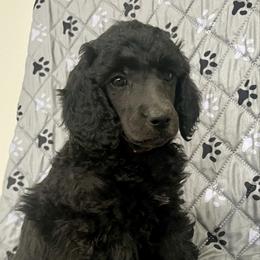 Pink girl - Silver female Poodle puppy in East Wenatchee, Washington from Stylish Standards
