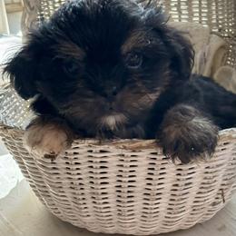 Scooter - Shih Tzu