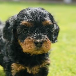 Cavalier King Charles Spaniels and Cavapoos from Camelback Cavaliers