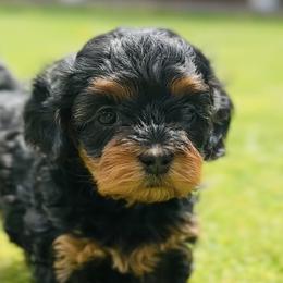 Cavalier King Charles Spaniels and Cavapoos from Camelback Cavaliers
