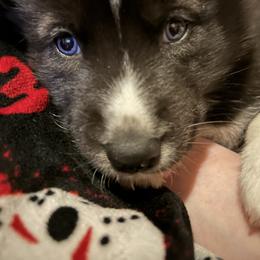 Meg - Black and white female Siberian Husky puppy in Wheeling, West Virginia from Powells Huskies