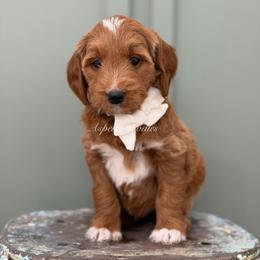 White collar BUZZ - Apricot male Goldendoodle puppy in Salem, Utah from Aspen Doodles Utah