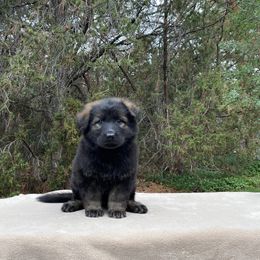 German Shepherd and Miniature American Shepherd Puppies from Von Südwest German Shepherds and Mini American Shepherds