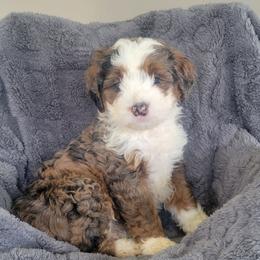 Ruger - Merle male Bernedoodle puppy in East Earl, Pennsylvania from Mountainside Puppies